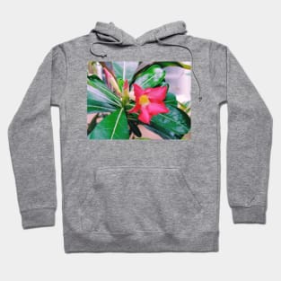 adenium obesum, desert rose, nature, flower, adenium, plant, rose, plants, succulent, desert, beautiful, pink, floral, obesum, flowers Hoodie